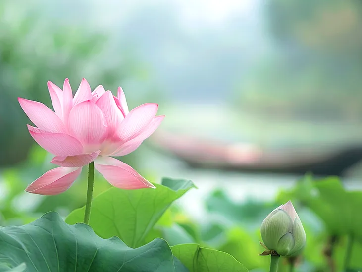 南外仙林宿迁分校介绍/历届中考分析/班级划分类型 第17张