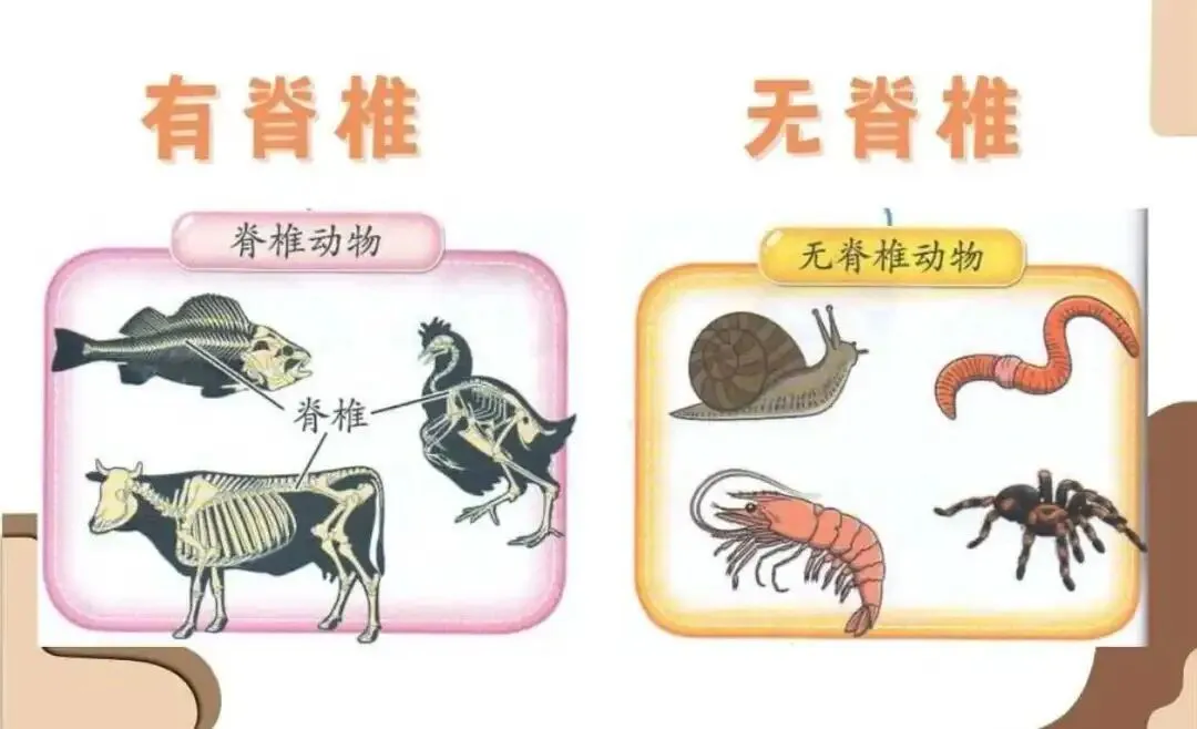 初一生物|中考必考·全册知识点(六) 第1张