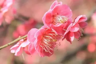 别盲目背诵!中考语文就考这些,学霸私藏清单,打印出来直接用!开学必备! 第37张 别盲目背诵!中考语文就考这些,学霸私藏清单,打印出来直接用!开学必备! 第37张