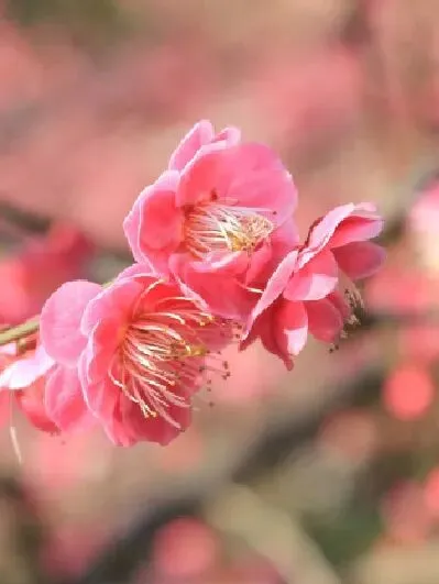 别盲目背诵!中考语文就考这些,学霸私藏清单,打印出来直接用!开学必备! 第46张 别盲目背诵!中考语文就考这些,学霸私藏清单,打印出来直接用!开学必备! 第46张