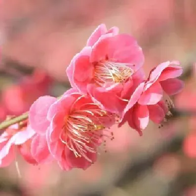 别盲目背诵!中考语文就考这些,学霸私藏清单,打印出来直接用!开学必备! 第47张 别盲目背诵!中考语文就考这些,学霸私藏清单,打印出来直接用!开学必备! 第47张