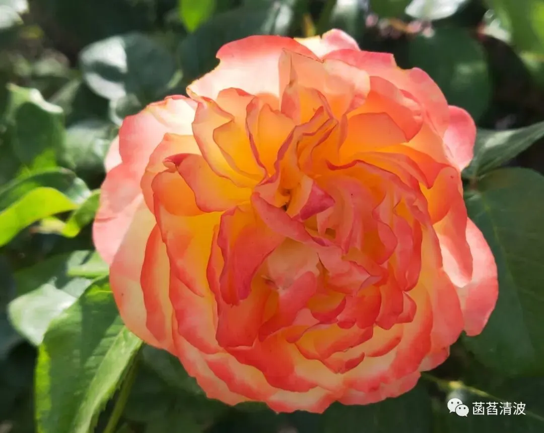 中考课内古体诗歌赏析资料(第九部分) 第1张 中考课内古体诗歌赏析资料(第九部分) 第1张