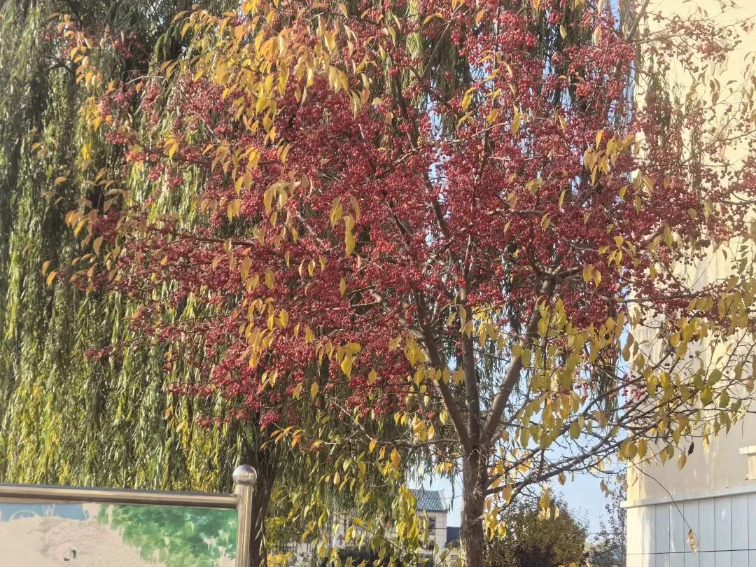 中考阅读 第1张