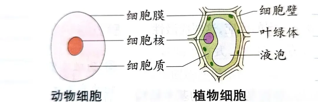 中考科学知识点复习2 第3张 中考科学知识点复习2 第3张