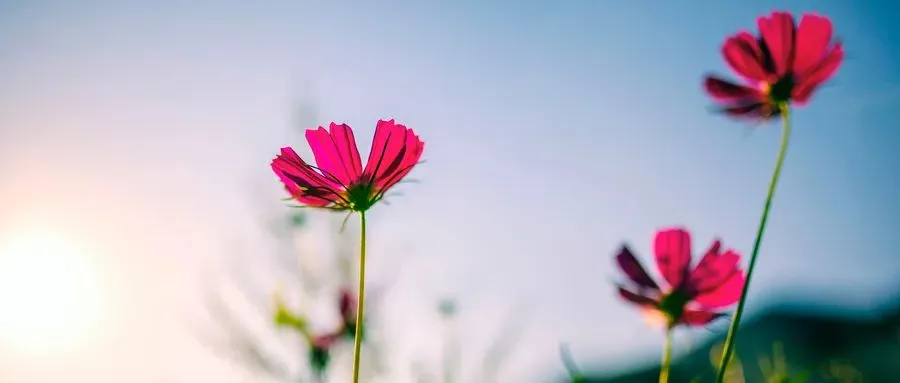 中考语文必须知道的知识点,初三党务必烂熟于心! 第3张 中考语文必须知道的知识点,初三党务必烂熟于心! 第3张