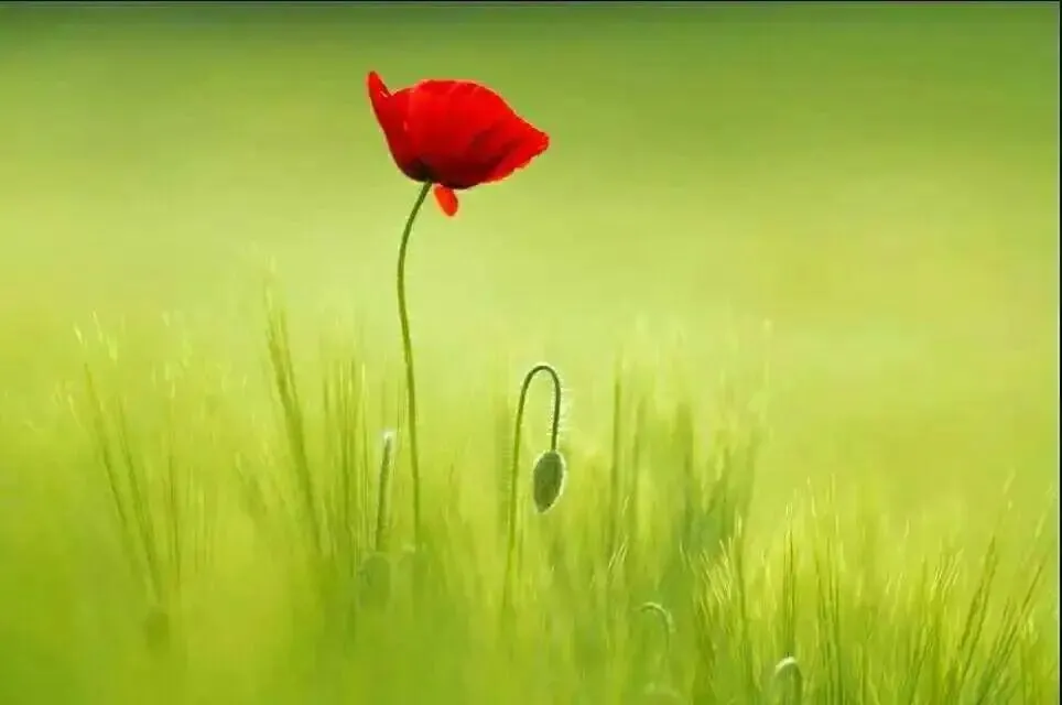 【中考阅读指导】文风贵在“诚”(郭杰)四川广安2025 第7张 【中考阅读指导】文风贵在“诚”(郭杰)四川广安2025 第7张