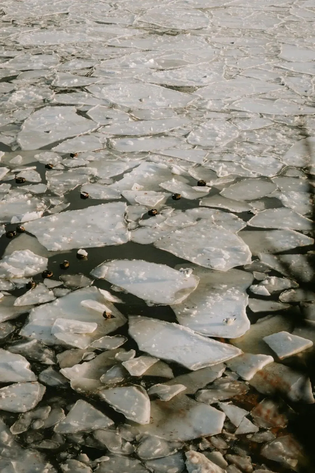 中考倒计时百日:学业分析 第2张 中考倒计时百日:学业分析 第2张