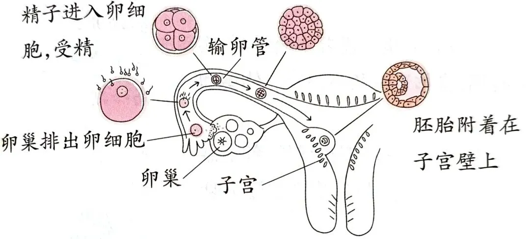 中考科学知识点复习3 第3张