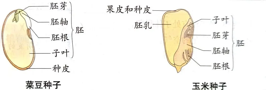 中考科学知识点复习3 第4张