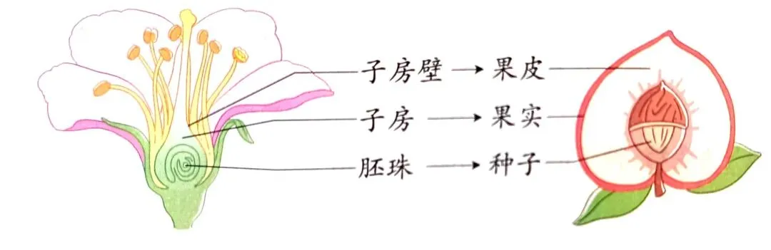 中考科学知识点复习3 第6张
