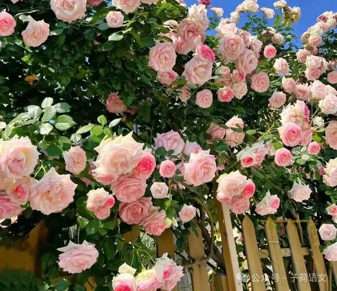 2024无锡中考作文真题解析及例文 第1张