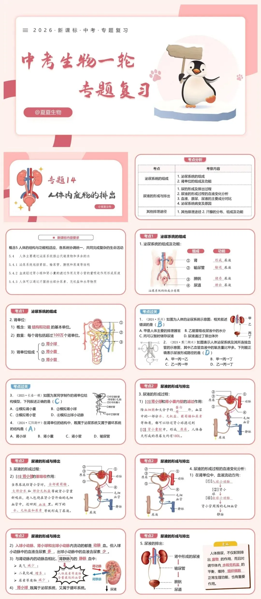 夏夏生物2026中考复习专题14《人体内废物的排出》课件、教学视频完整版,限时送满分秘籍! 第3张