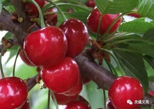 中考历史答题方法与答题模版 第1张