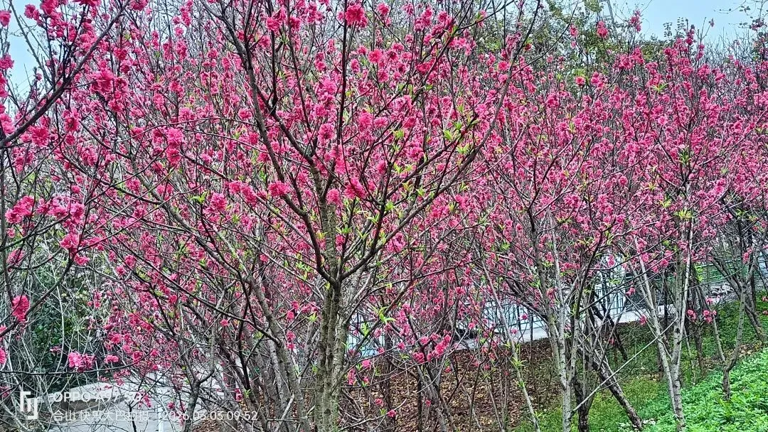 中考常考名句与文常 第1张