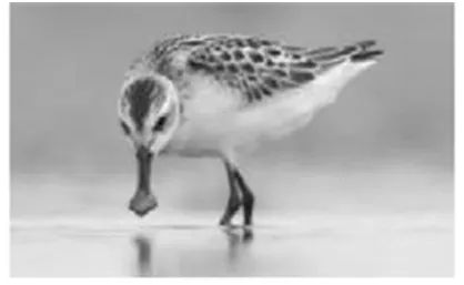 (第41期)生物中考复习——主题三 :生物与环境 第3张