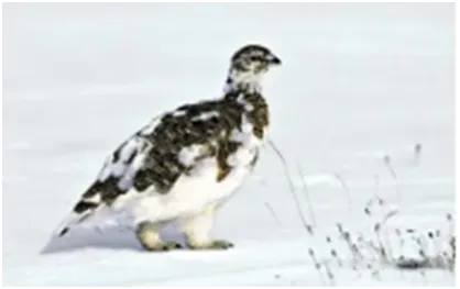 (第41期)生物中考复习——主题三 :生物与环境 第10张