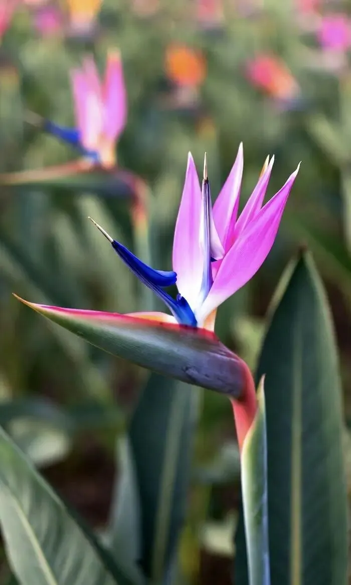 百日誓师,青春出征——致2026中考:愿每一份努力,都不负少年锋芒 第5张