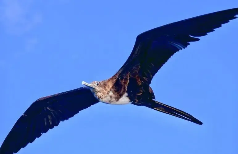 【中考阅读指导】鸟类的非凡能力(非连续性文本)江西2025 第3张