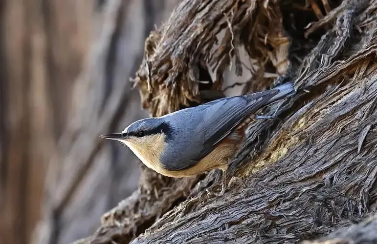 【中考阅读指导】鸟类的非凡能力(非连续性文本)江西2025 第5张