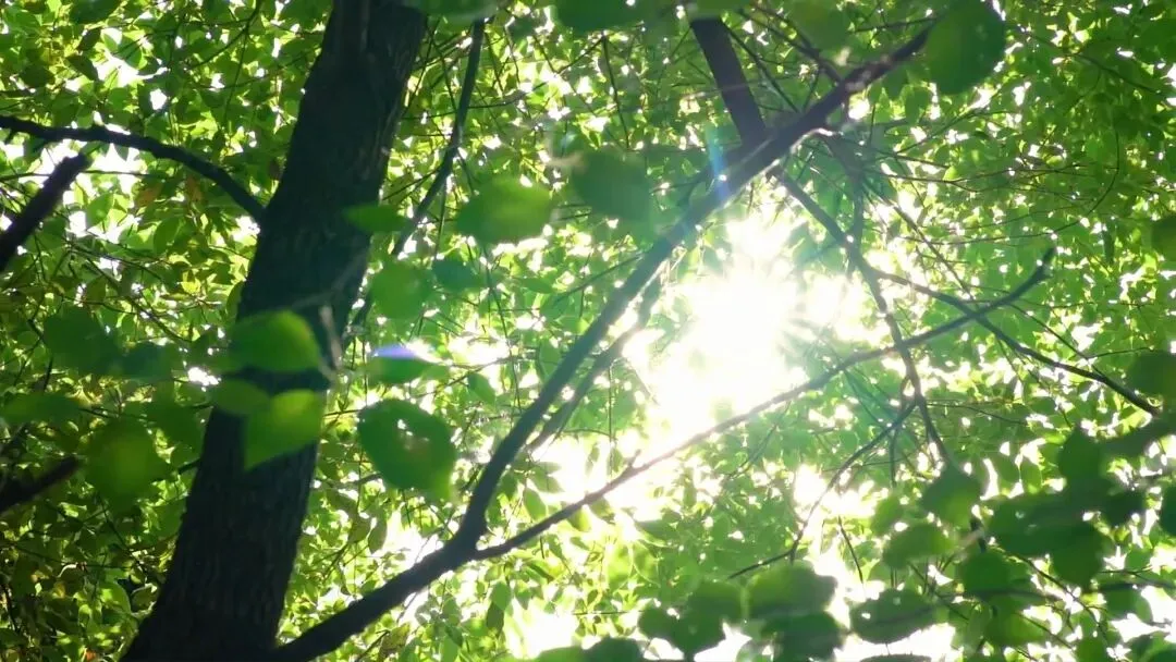 中考作文预测:愿阳光明媚起来 第2张