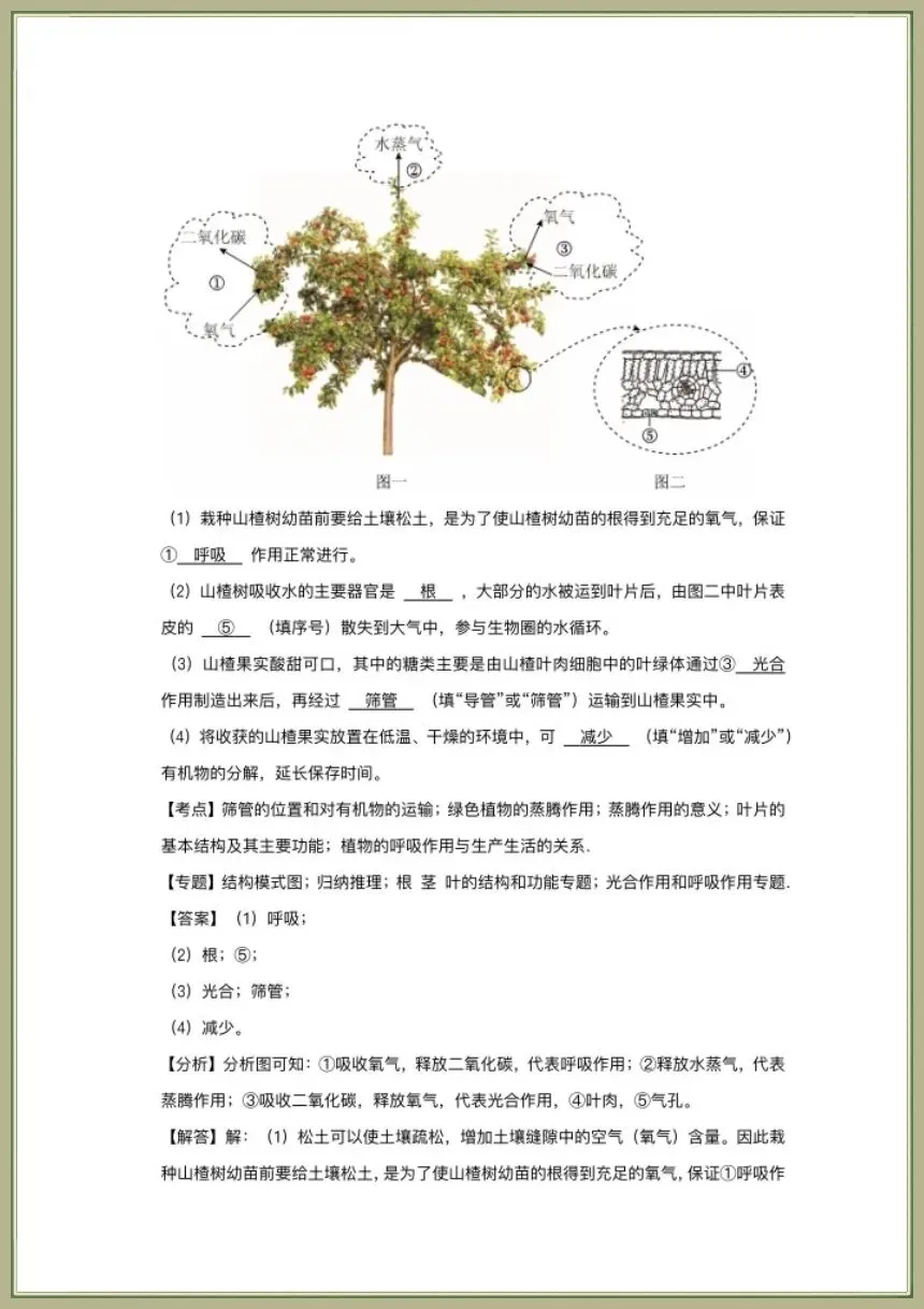中考生物|2026春新生物会考一轮复习《植物的生活》电子版可下载打印 第11张