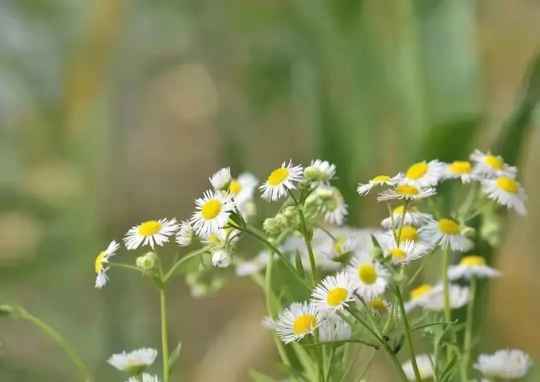 中考高频满分范文(文字稿5篇) 第2张