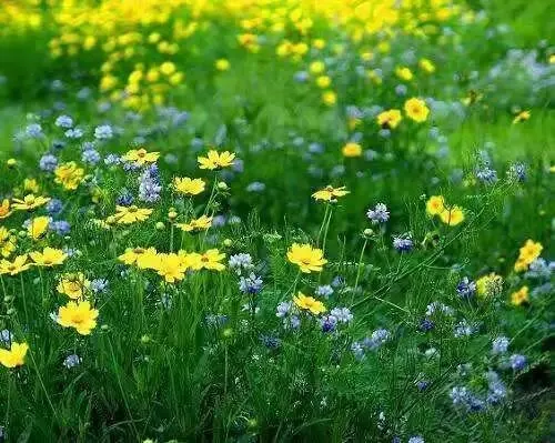 中考高频满分范文(文字稿5篇) 第3张