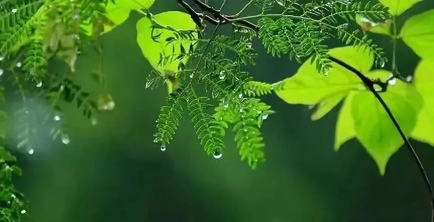 中考高频满分范文(文字稿5篇) 第4张