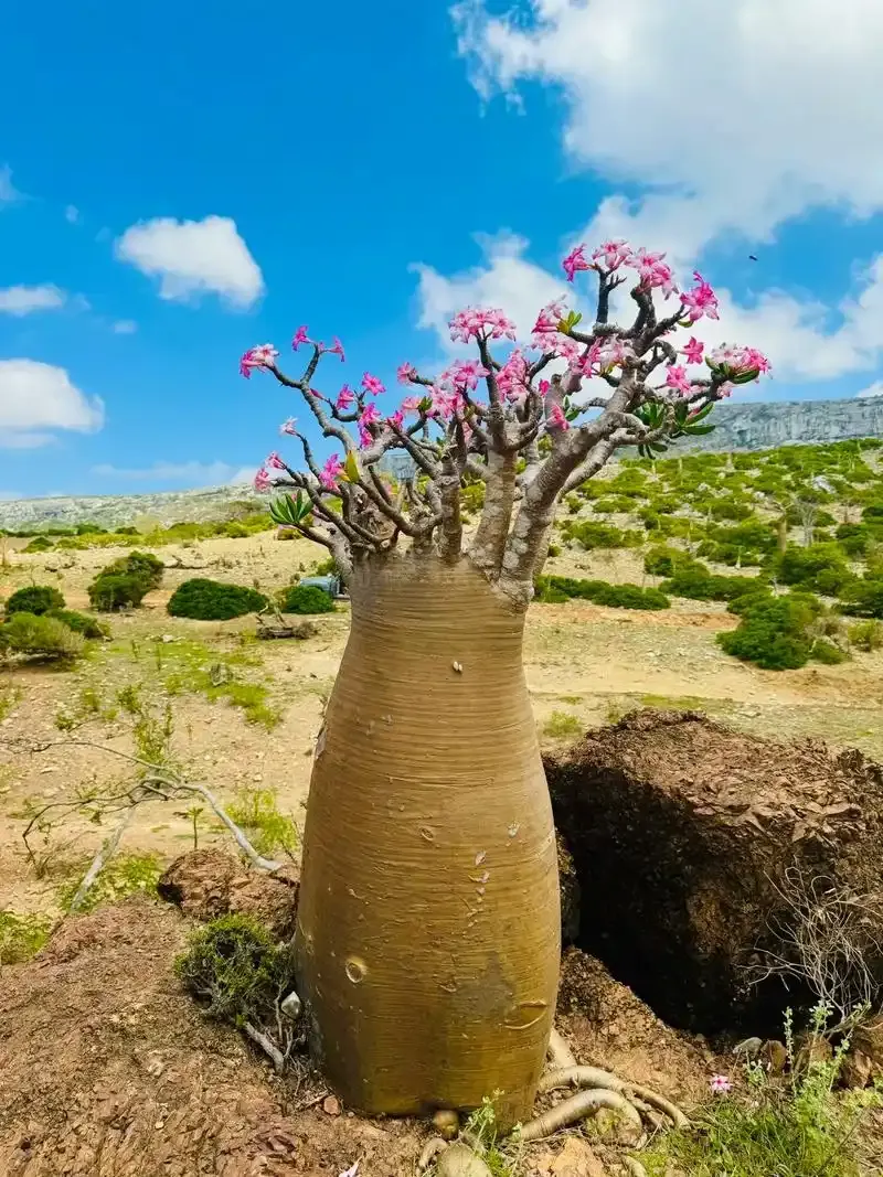 【中考必刷】备战2026中考地理每天十道题 25:天气与气候 第2张