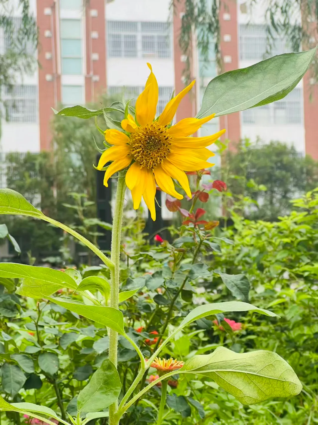 98天后中考丨学习,是给你们一张选择世界的入场券 第5张