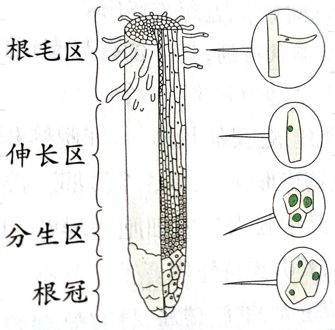 中考科学知识点复习4 第2张
