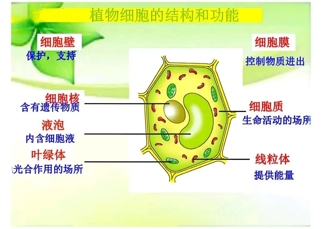 【骠勇战中考】2026福建生物会考|背完这篇稳拿高分!超有趣的生物必考点汇总 第6张