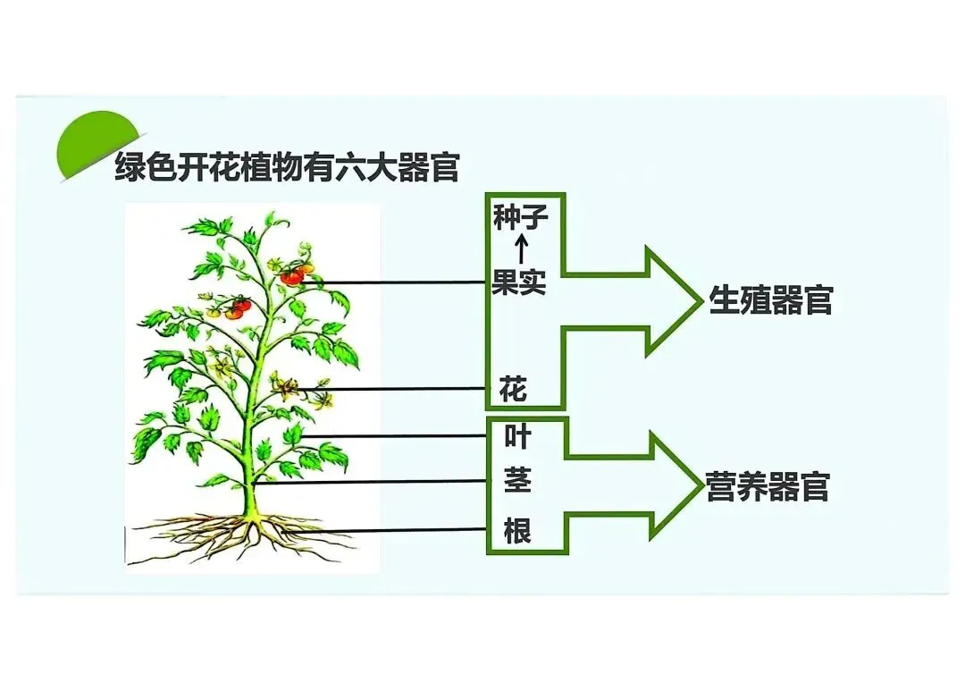 【骠勇战中考】2026福建生物会考|背完这篇稳拿高分!超有趣的生物必考点汇总 第7张