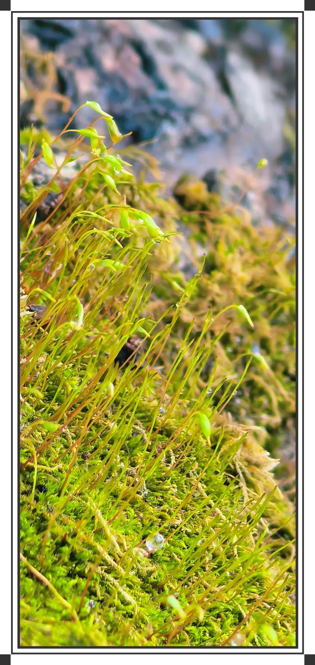 对2025年AB两地中考数学试卷的对比分析 第2张