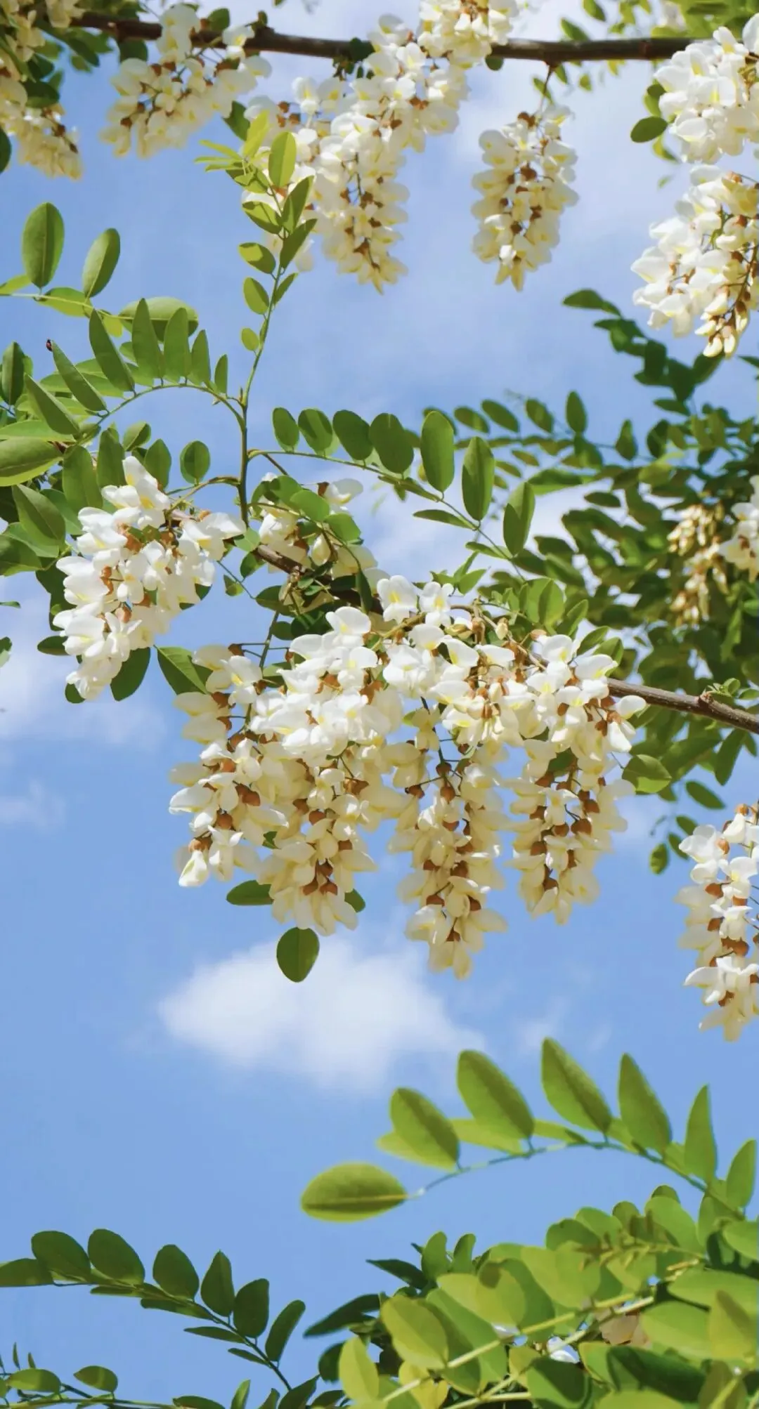 中考阅读/《又见槐花白》 第2张