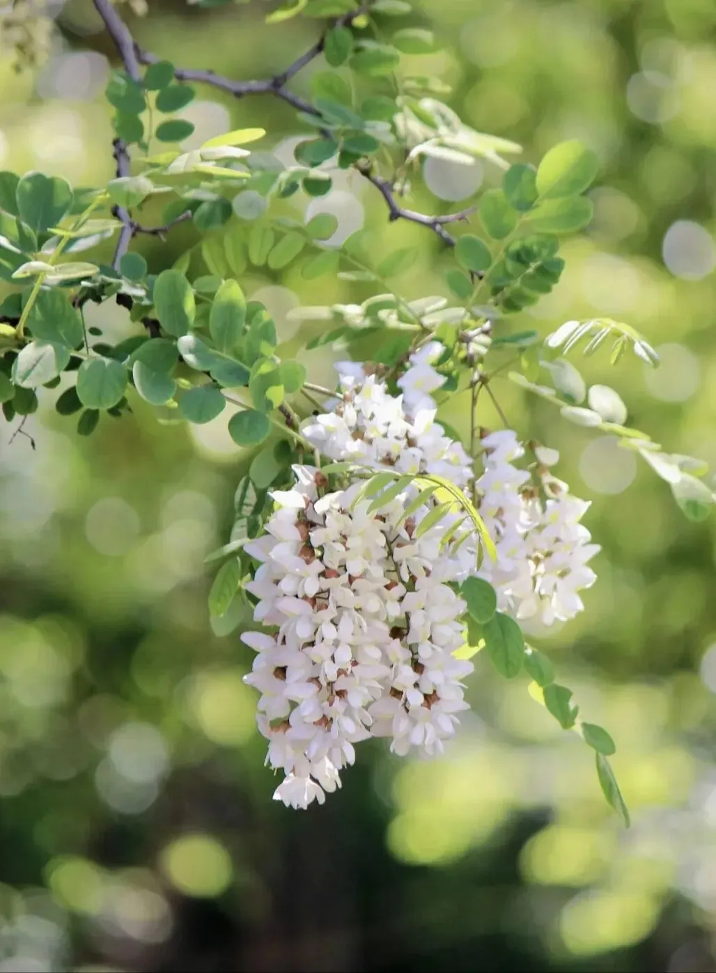 中考阅读/《又见槐花白》 第3张