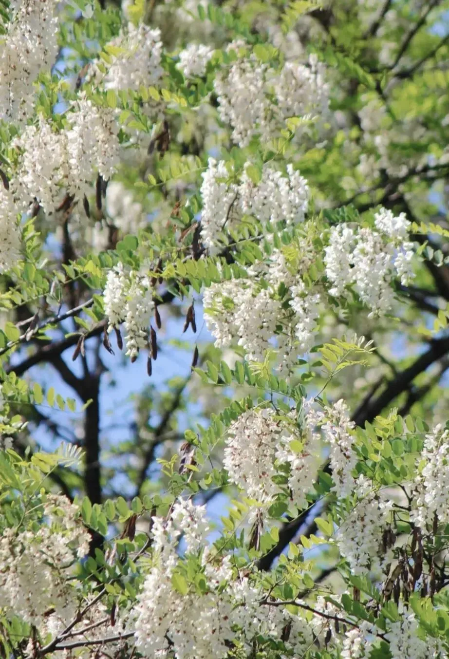中考阅读/《又见槐花白》 第4张