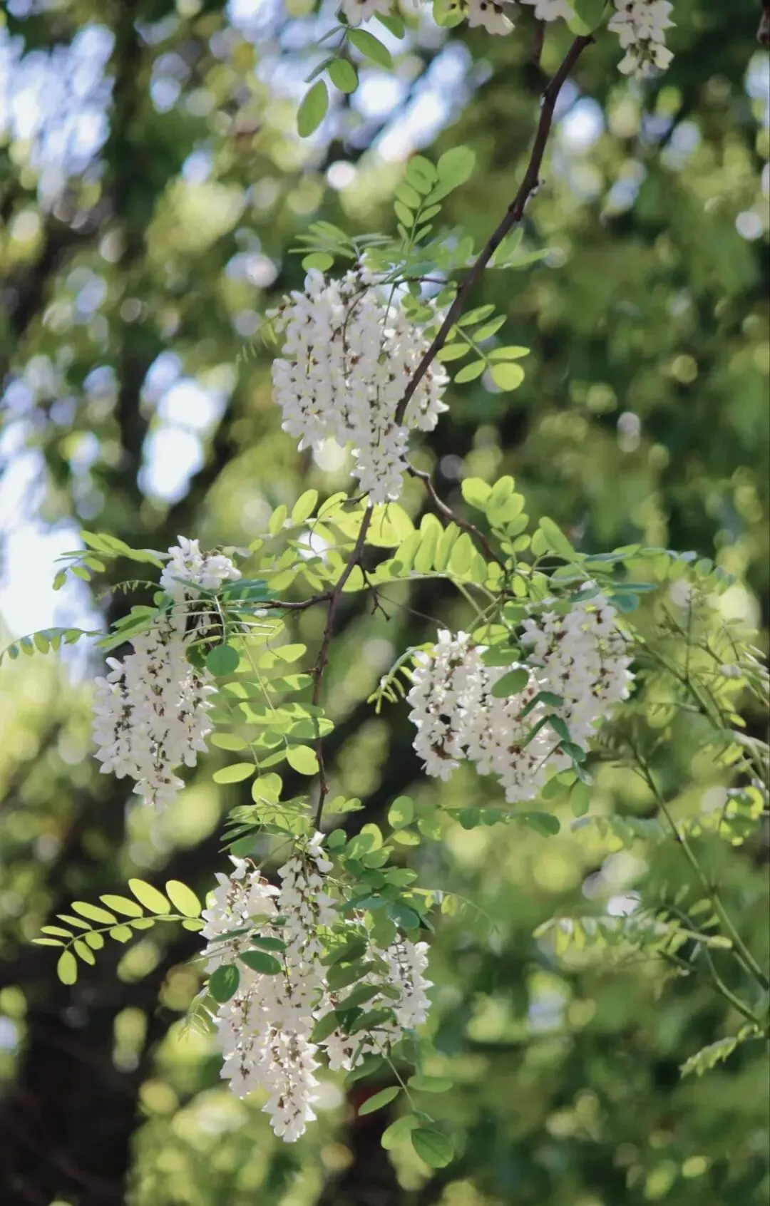 中考阅读/《又见槐花白》 第5张