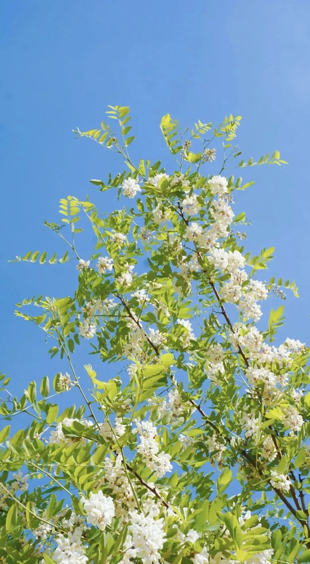 中考阅读/《又见槐花白》 第6张