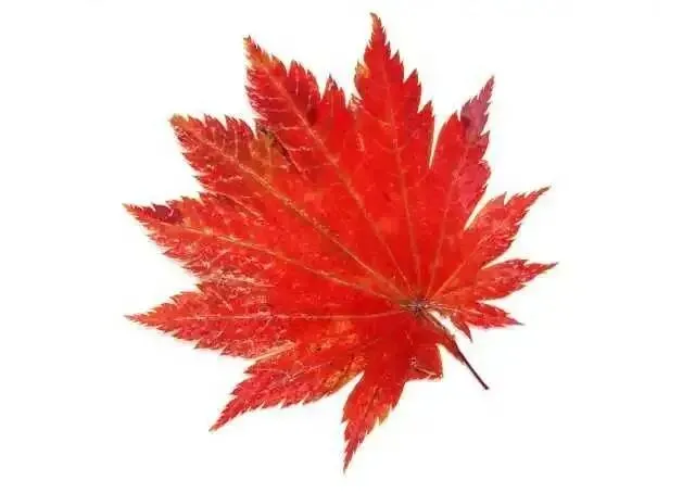 【中考命题研究】|命题情境——从高考评价的角度思考中考命题的要求 第5张