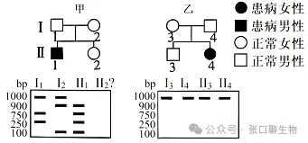 2026届高三年级上学期模拟考试(一)生物学试题答案及解析 ⊙ 第4张