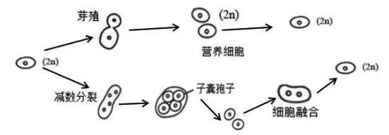 东北三省三校2026年高三第一次联合模拟考试生物试题试题 第4张