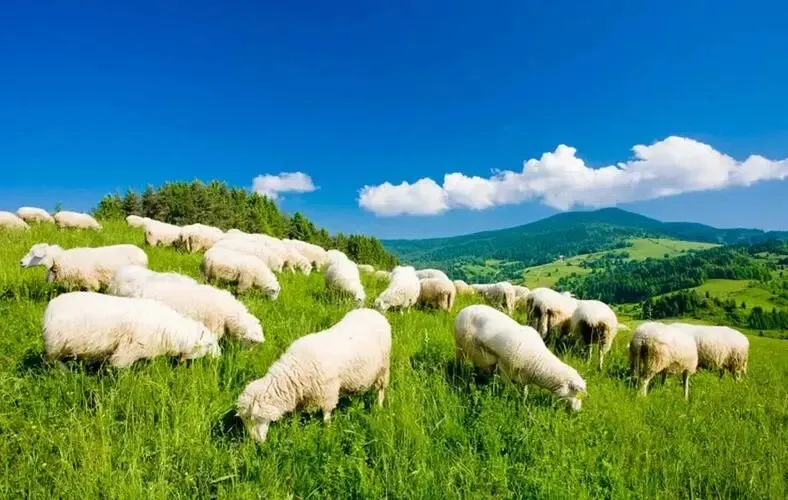 【中考阅读指导】一片青山入画来(王先桃)江苏南通2025 第5张