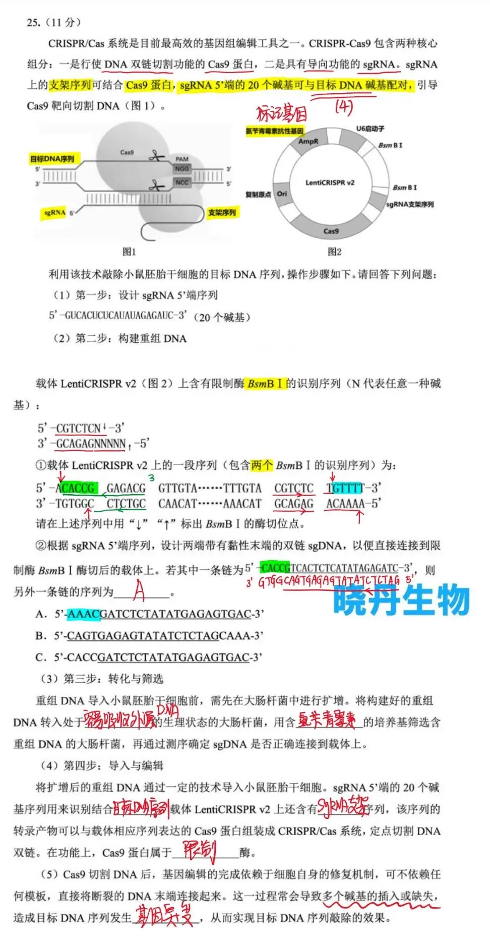 2026年3月东北三省三校第一次联合模拟考试—基因工程 第3张