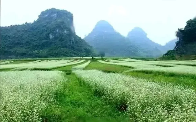 中考阅读/《荞麦花开》 第5张