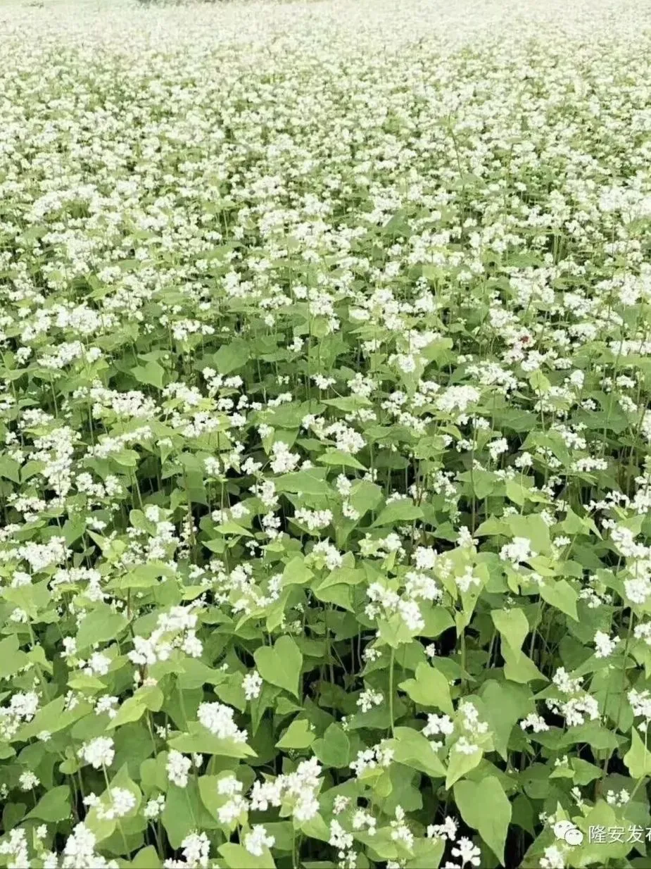 中考阅读/《荞麦花开》 第7张