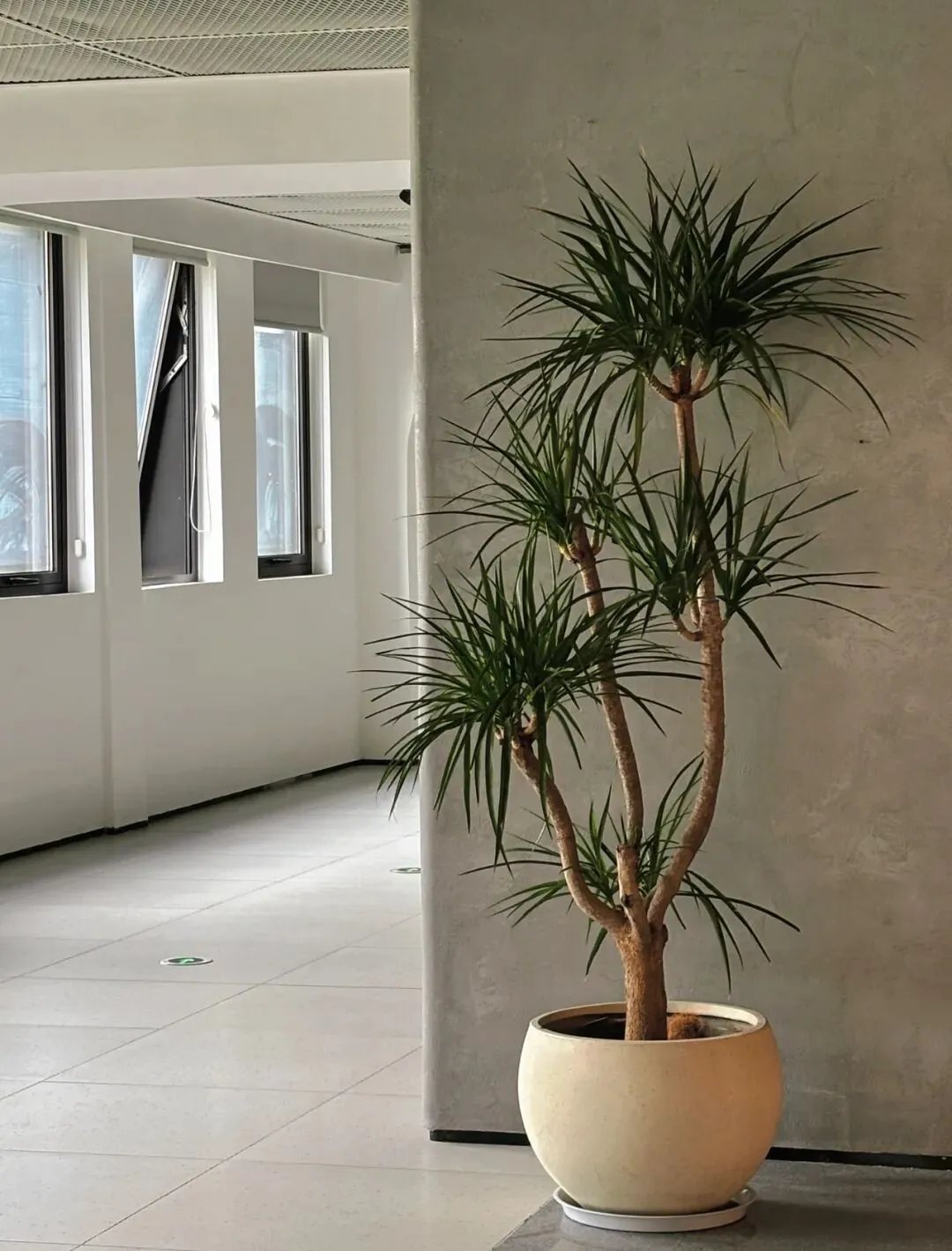 常州备考上海国际学校看这里:模拟题真题免费领取! 第19张