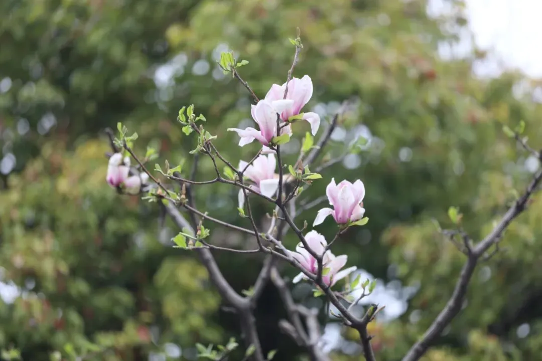 离中考95天丨 致亲爱的你:敏而好学,不耻“上”问 第4张