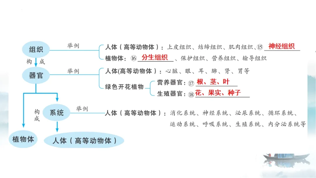 SK226 初中生物 中考讲座资源《析标研题固根基,聚焦热点强素养 ----2026年初中生物复习备考分析》讲座课件PPT+ 文字稿Word 第41张