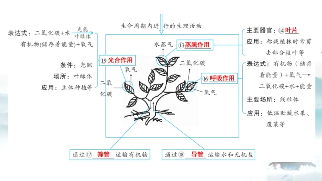 SK226 初中生物 中考讲座资源《析标研题固根基,聚焦热点强素养 ----2026年初中生物复习备考分析》讲座课件PPT+ 文字稿Word 第51张